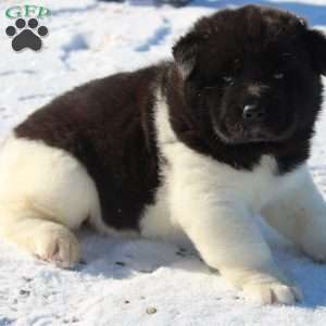 Lily, Akita Puppy